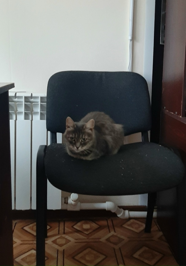 Продолжаем искать дом нашей подопечной.
Молодая кошеч...