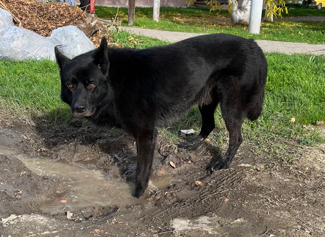 Всем здравствуйте!
Никто не терял этого красавца? Видн?...