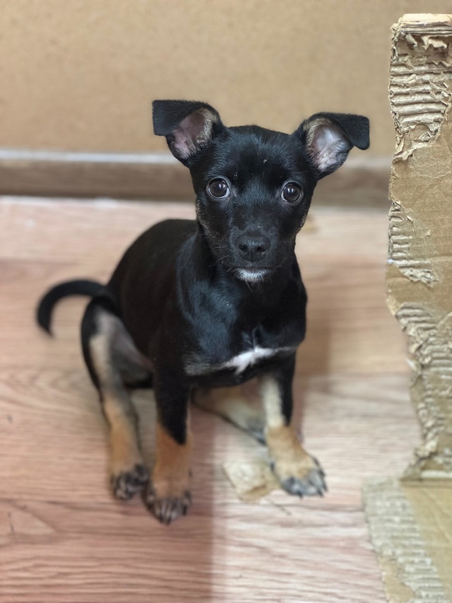 Пристраивается в заботливые руки, предпочтительно без...