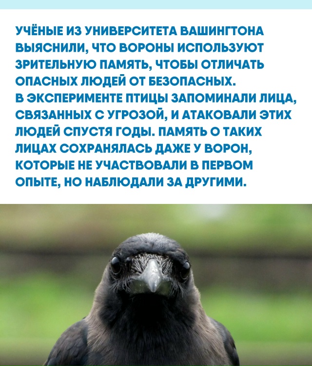 Мы привыкли считать, что память — это человеческое пре...