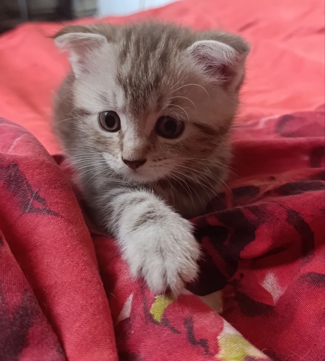 отдаем котенка в хорошие руки,мальчик месяц с половино...