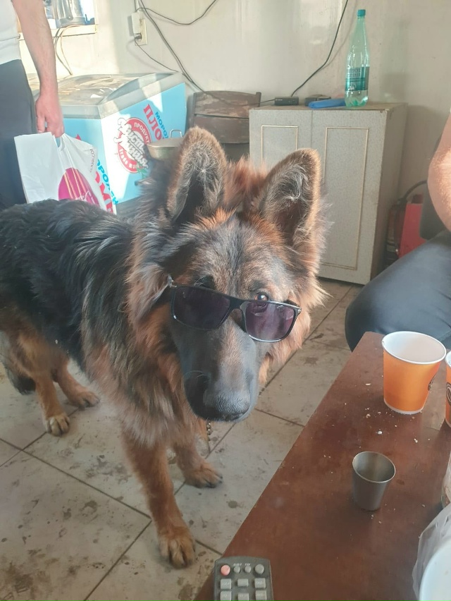 Немецкая овчарка
Кличка Рэкс
Убежал в районе станции ?...