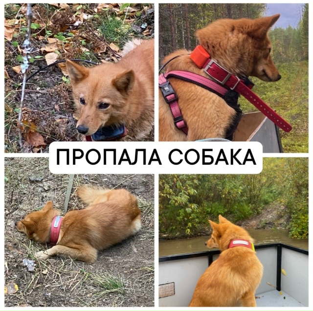 АПАТИТЫ.
2 ноября ушла в лес возле аэропорта с хозяином...