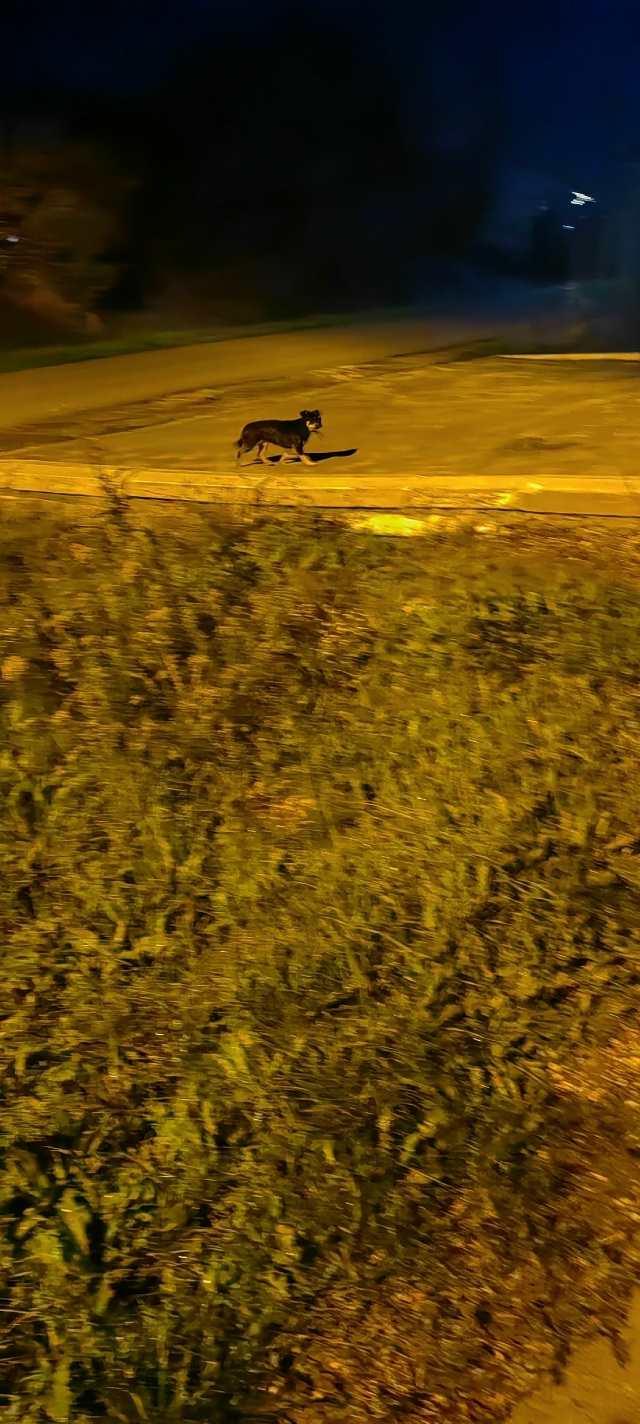 доброе утро. Чей пес??? С ошейником. Вчера вечером в часо...