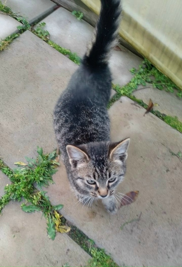 Подбросили котенка!!❤️🐈Срочно ищем дом этому красав?...