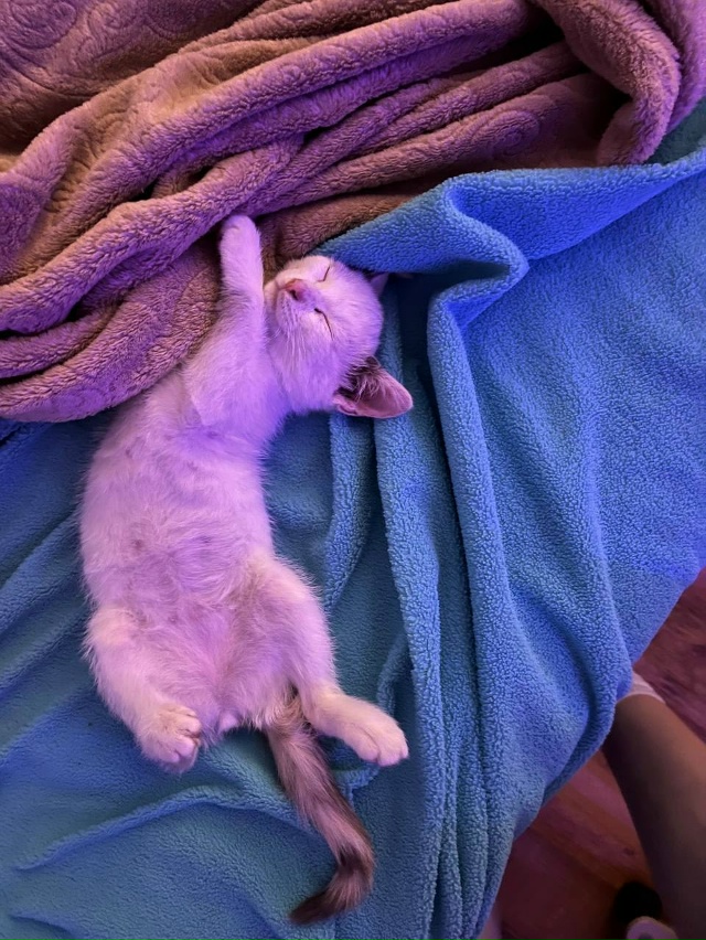 Потерялась кошка по кличке Соба 11.11.25, ориентировочно в...