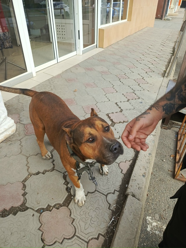 добрый день. чей пёсик гуляет на каротажке (апельсин). х...