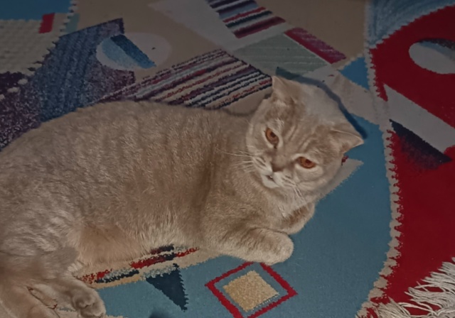 Может кто ищет кота.