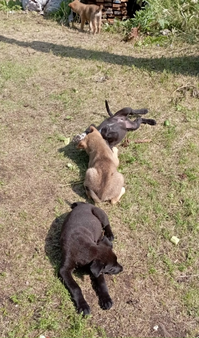 Доброго времени суток.
❗❗Подкинули щенков. Непонятно...