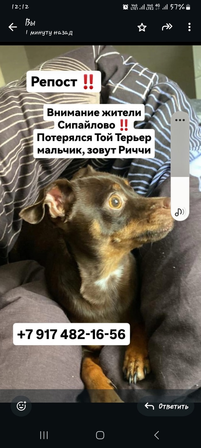 Пожалуйста помогите найти собаку!!! Потерялся в Сипайл?...