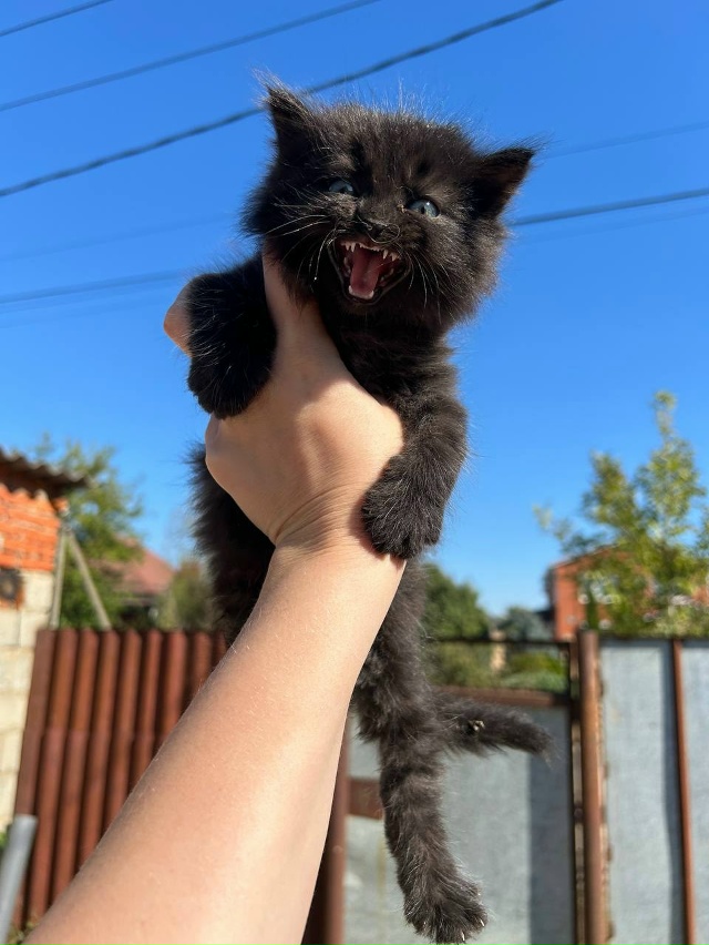 Здравствуйте. Сегодня утром потерялась маленькая коше...