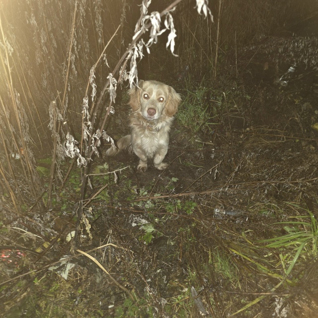 Чей пёсик?!территориально бегает за КФС,очень худой ,го...