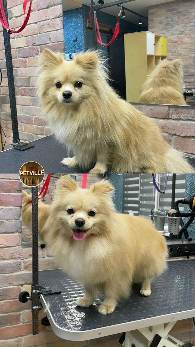 PETTVILE— это уютный и современный груминг-салон с бере?...