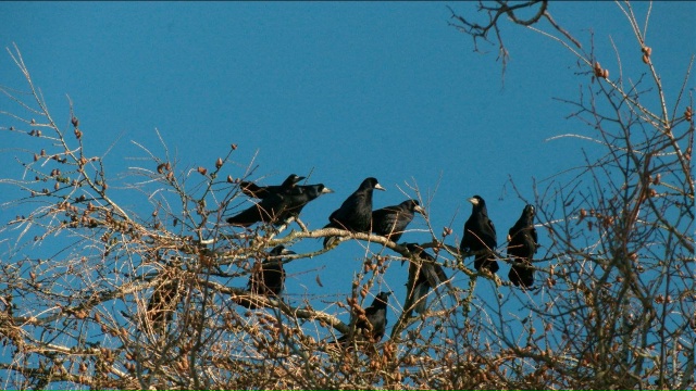 🐦 В Петербург вернулись первые грачи.
Горожане также ...