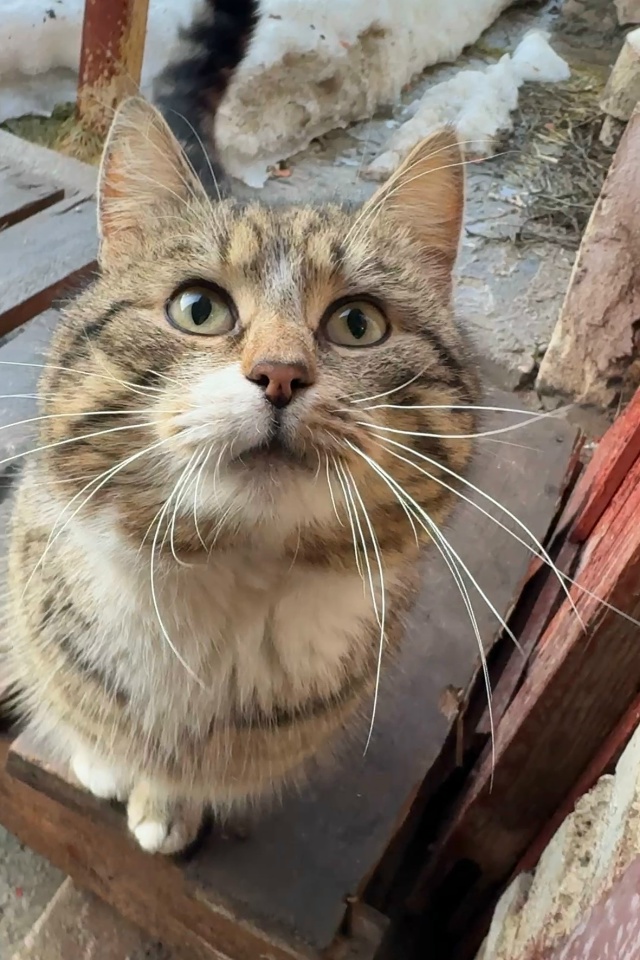 Молодой кот в поисках новых или старых хозяев, очень ла...