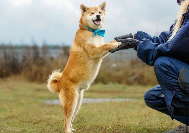 Ищем любящий дом для Доума — очаровательного Сиба Ину ...