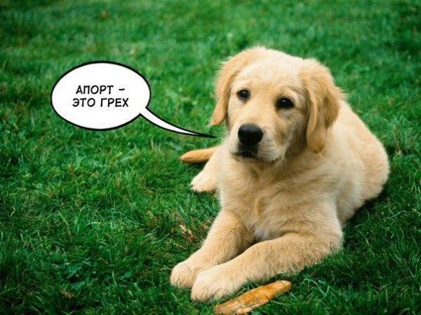 Штрафы за склонение к абортам ввели в Кузбассе.
Штрафы составят 3-5 тыс. рублей для граждан и 25-5