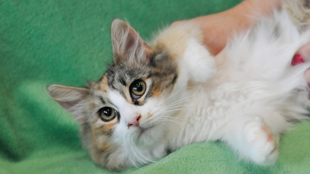 Санкт Петербург и ЛО! Признаюсь честно, но только ником...