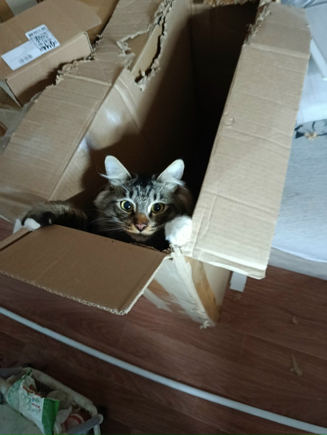 Болезнь коробочная