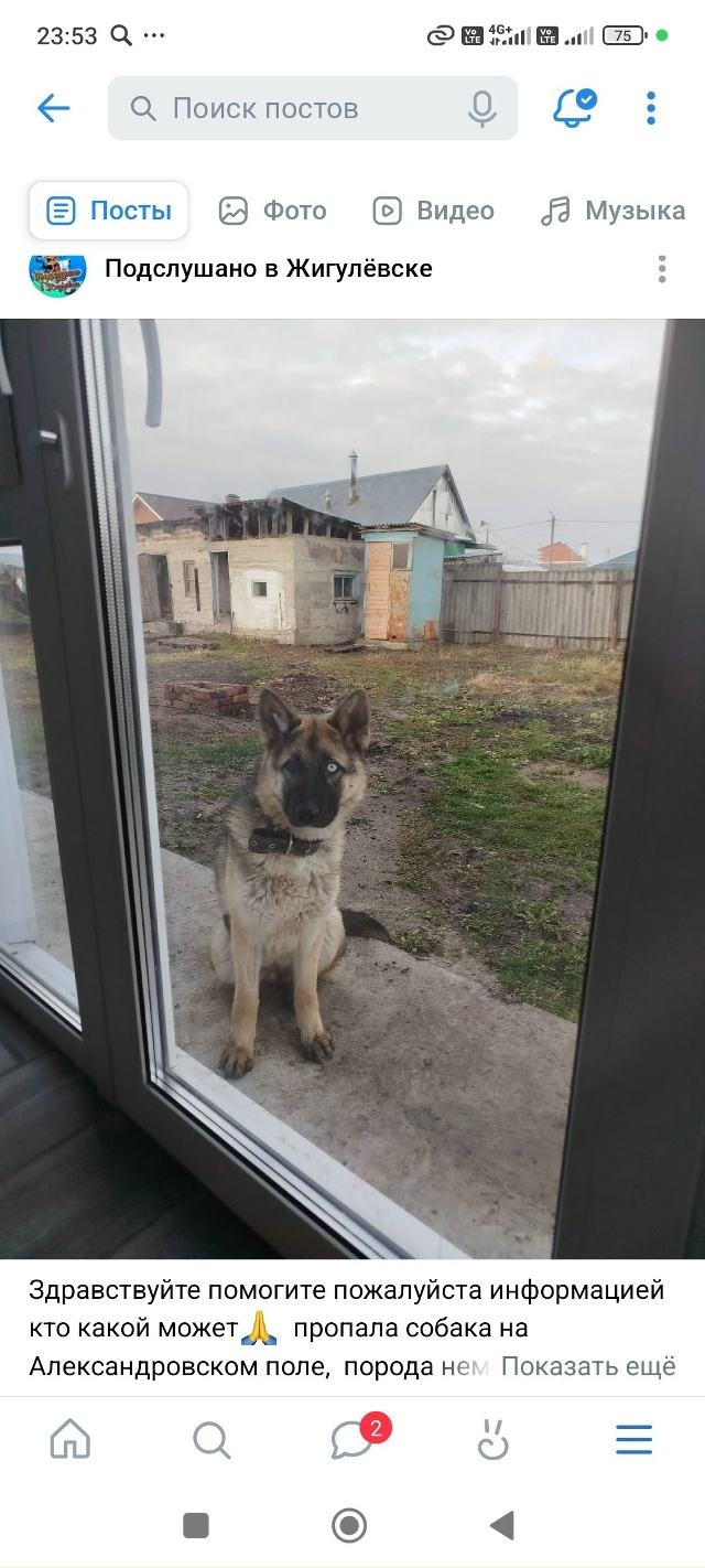 Собака нашлась благодаря добрым отзывчивым жителям на...