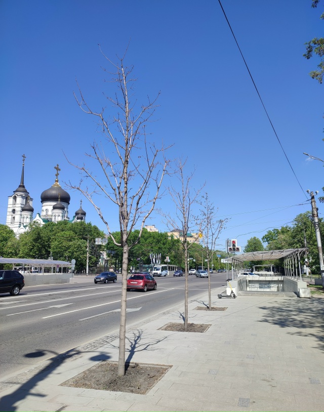 🥺На проспекте Революции вырубили липы во время ремон?...