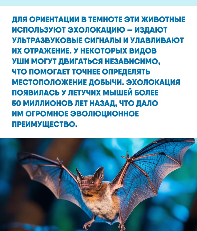Интересно, что изучение строения крыльев и эхолокации ...