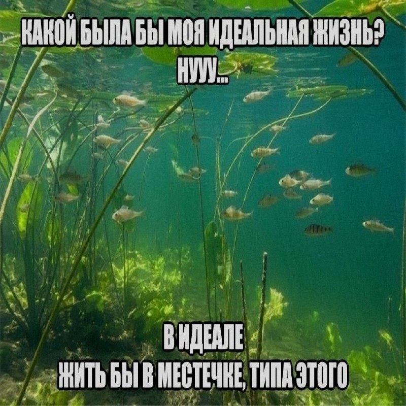 Ночная подборочка
Спать, режим