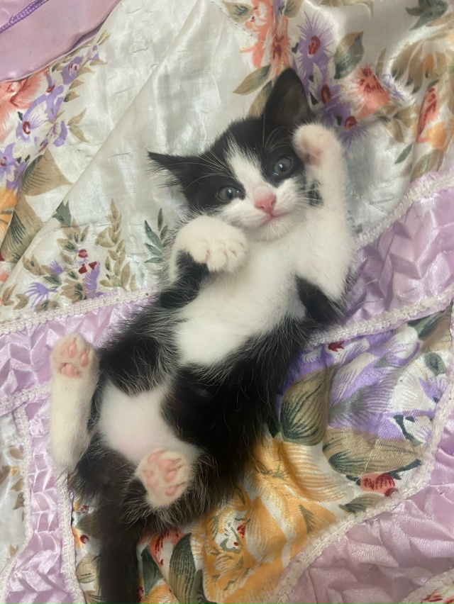 Отдам котёнка родилась 25 сентября ,девочка зовут Мару?...