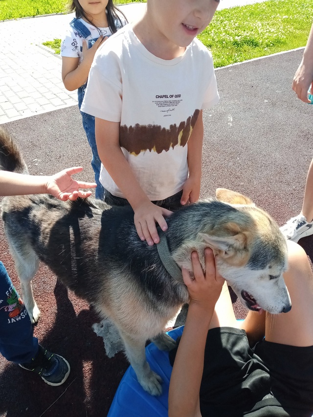 Нашлась чья-то собака с ошейником находится в парке зв?...