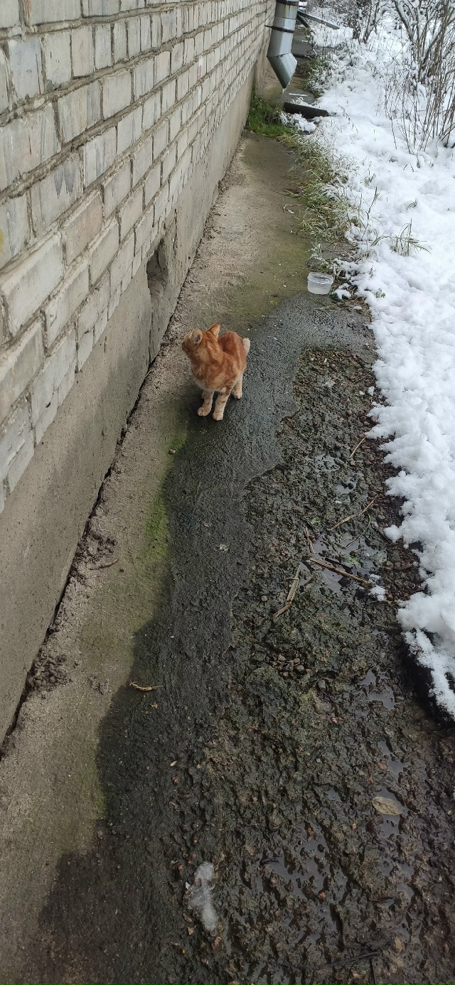 Появился у дома вот этот красавец, может быть кто то ищ?...