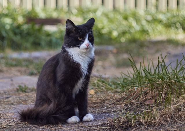 Коти Вологды !)
