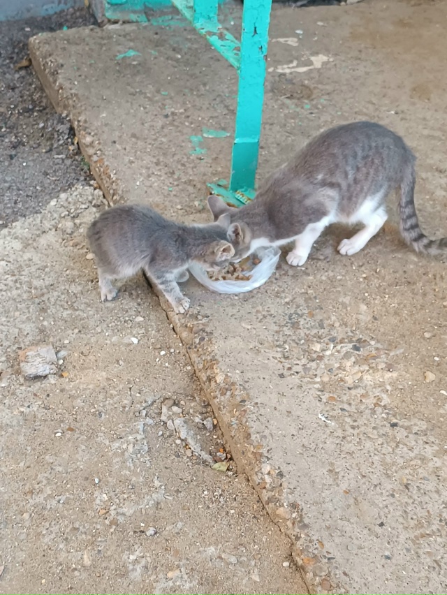 Котёнок маленький очень красивый, живёт в подвале