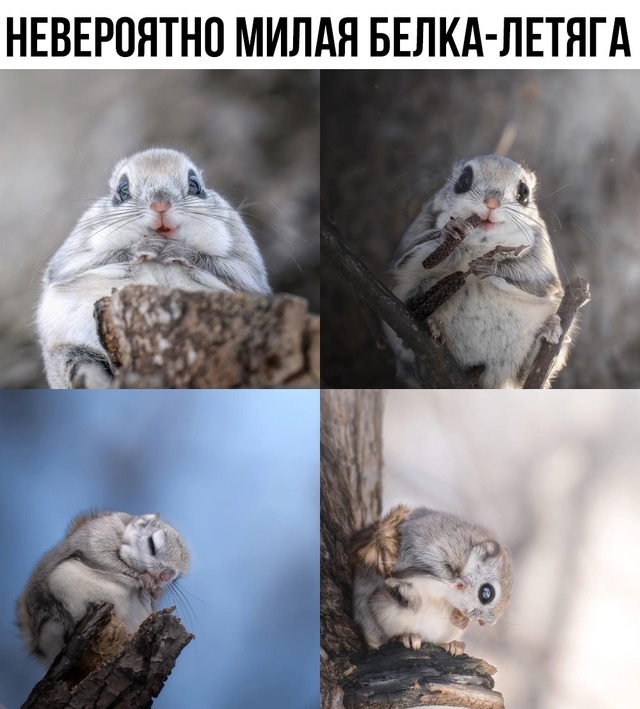 Она точно сможет лететь?