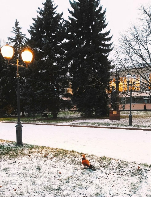 Второй «первый» снег в Москве
Снежный покров сформир...