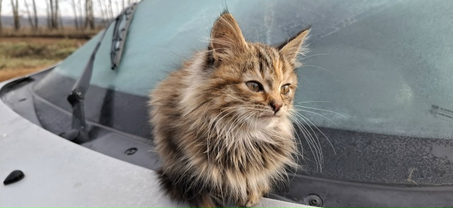 Котята отдам в добрые руки. Мышеловки. Кармаскалы