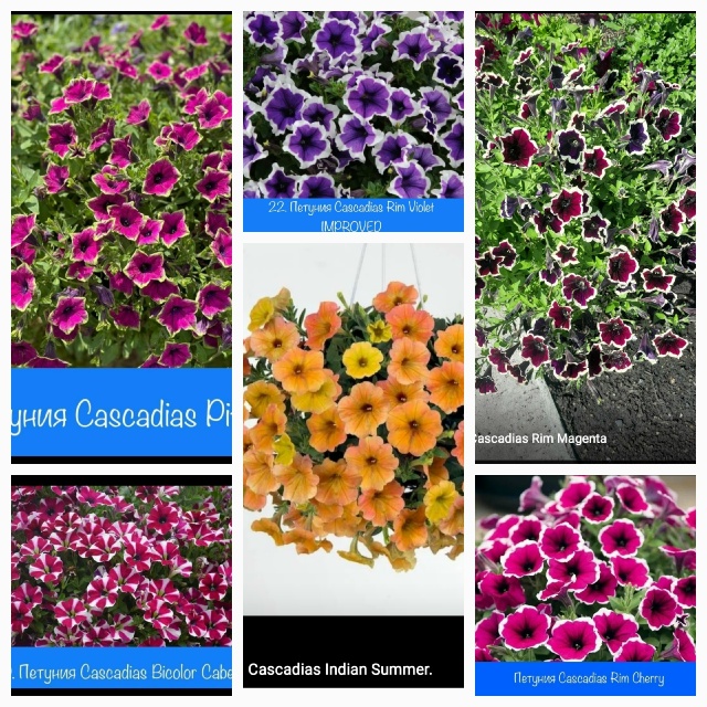 Предлагаю выращенные с любовью садовые вегетативные ц...