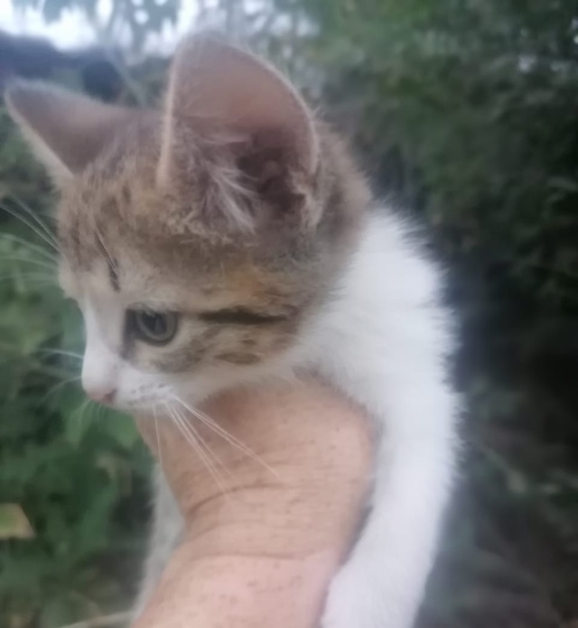 отдам котят, девочка и мальчик, игривые
8 (901) 112-35-24
ано?...