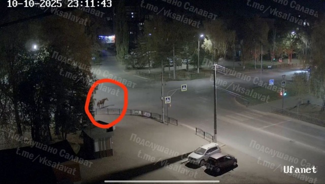 По Салавату ходит одинокий скакун ??
Чей принц поте?...