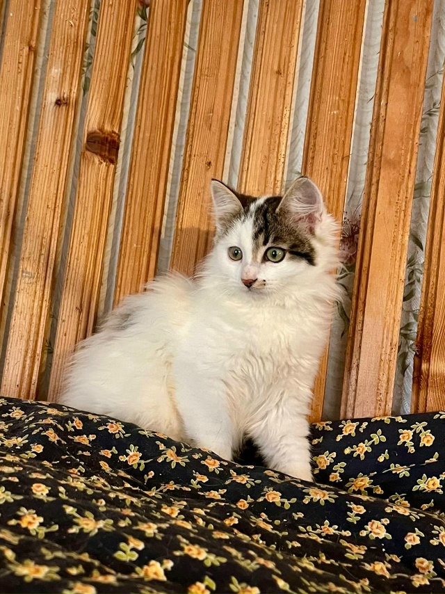 КОТЯТКАМ ищем ДОМ, самый лучший 🏡
Друзья, у нас целая ?...