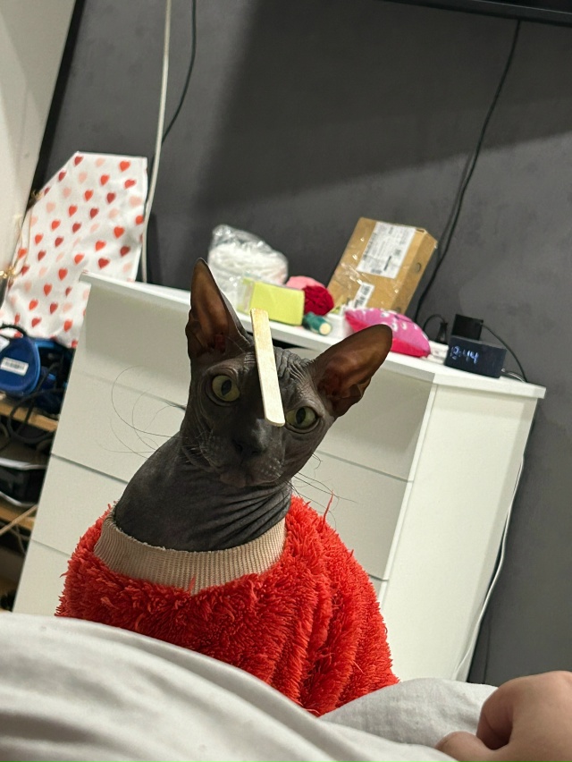 Симба и его Альтер эго 🤭