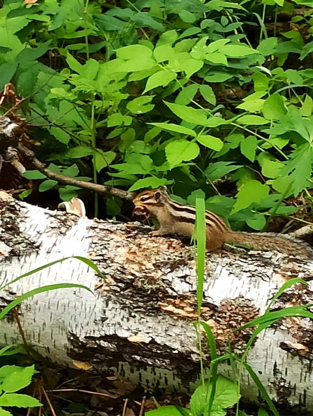 Ηa пpиpoдe в бepeзнякaх. 🤗🌳🐾🐿🍓🌿🌺