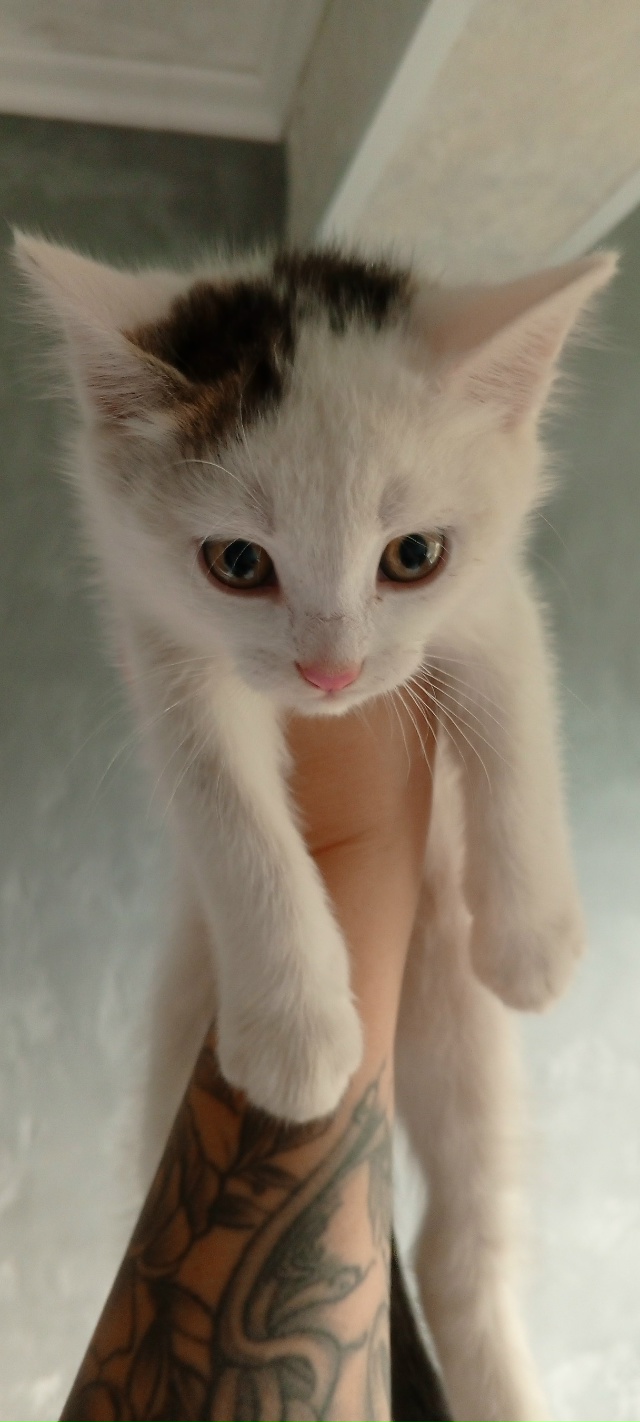 Подбросили во двор котят. Мальчик и девочка. От глистов...