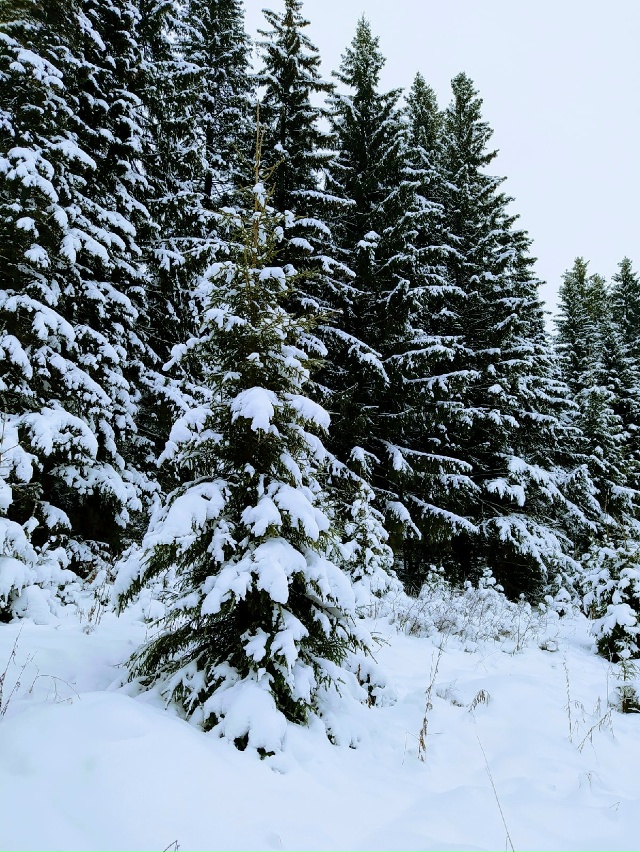 Пермский край
Автор фото Татьяна Шмонова