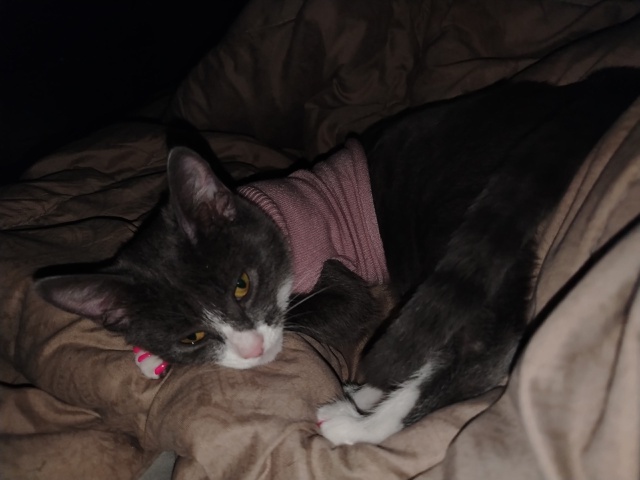 Может видел кто то эту кошечку по кличке Вася, в районе ...