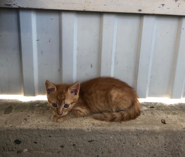 Анон. 🐾🐾 К магазину прибилась трёхцветная кошечка(на...
