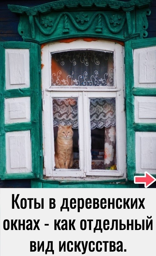 Присылаем своих пушистых