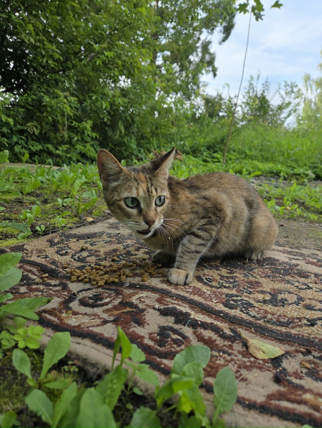 Срочно нужна любящая семья!
Найдена молодая кошечка (п...