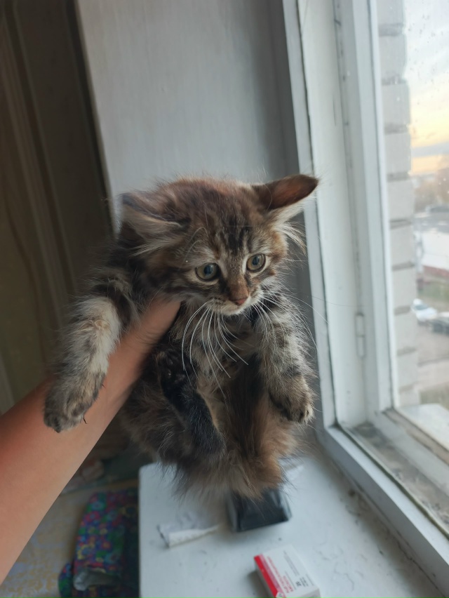 Отдам кошечку с очень красивым окрасом, пока пугливая, ...