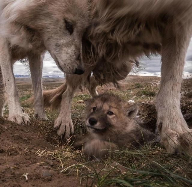 Фотоловушка зафиксировала поистине уникальный и трог?...