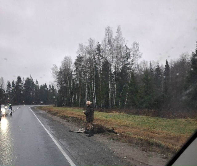 На ефимовской лося 🦌 сбили